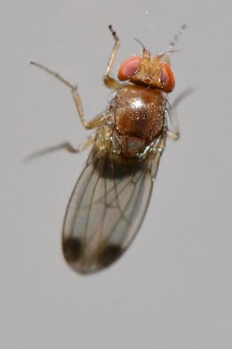 Réf. 294 374 : Drosophila suzukii